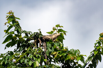 Iguana en la copa de un &aacute;rbol en el Parque Nacional Manuel Antonio, Costa Rica.