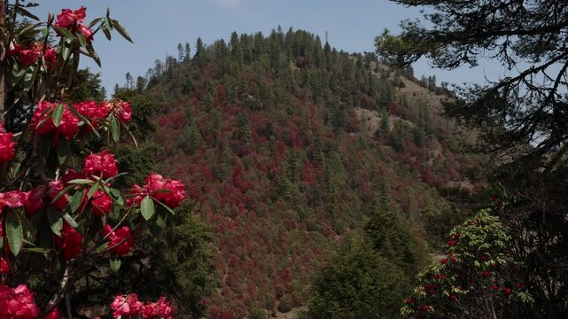Rhododendron flowers in the mountain, Trongsa District, Trongsa, Bhutan
