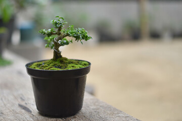 Bonsai in pot