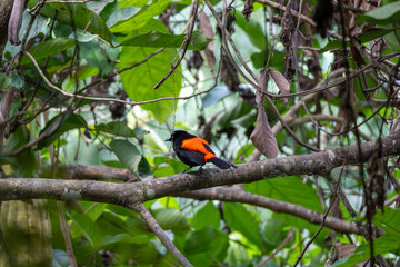 Ave Tropical Tangara Lomiescarlata Naranja en Corcovado, Costa Rica.