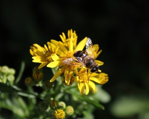 bee on yellow flower
