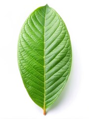 Obraz premium Isolated Guava Leaf on White Background