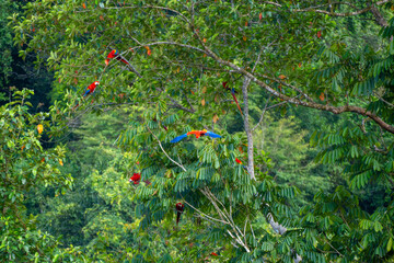Guacamayos Rojos en el Parque Nacional Corcovado, Costa Rica