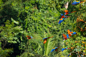 Fototapeta premium Guacamayos Rojos en el Parque Nacional Corcovado, Costa Rica