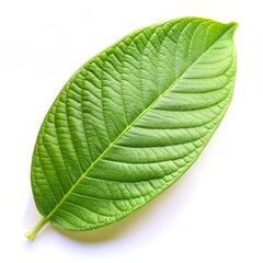 Obraz premium Isolated Guava Leaf on White Background
