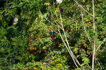 Guacamayos Rojos en el Parque Nacional Corcovado, Costa Rica