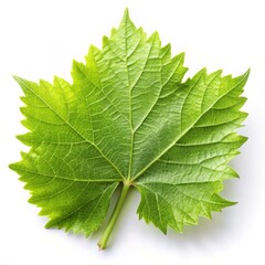 Obraz premium Fresh Grape Leaf Isolated on White Background