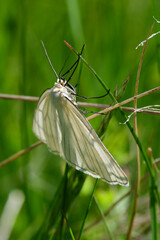 Hartheu-Spanner // Black-veined moth (Siona lineata)  © bennytrapp