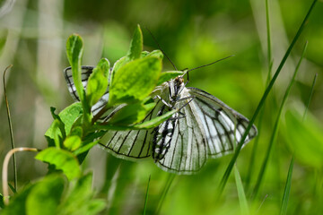 Hartheu-Spanner // Black-veined moth (Siona lineata)  © bennytrapp