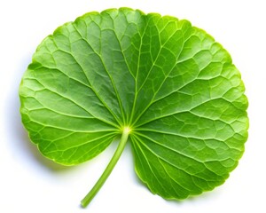 Obraz premium Gotu Kola Leaf Isolated on White Background