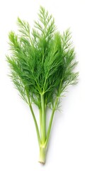 Fototapeta premium Fennel Leaf Isolated on White Background for Culinary and Health Concepts