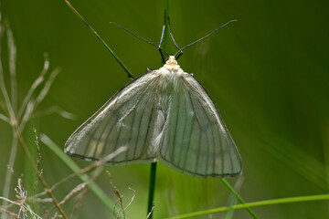 Black-veined moth // Hartheu-Spanner  (Siona lineata)  © bennytrapp