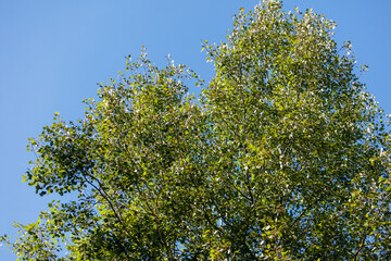 A tree with green leaves is in the middle of a blue sky