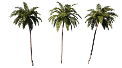 coconut tree isolated on white