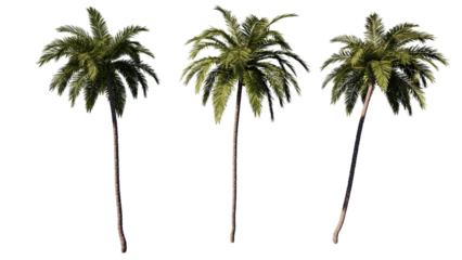 coconut tree isolated on white