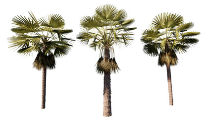 palm trees isolated on white