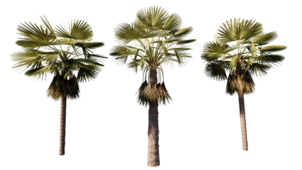 palm trees isolated on white