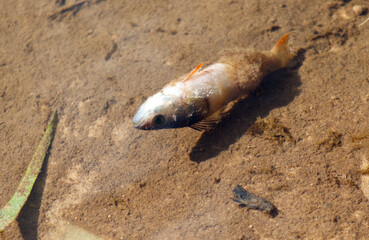 A dead fish is laying on the ground next to a small bug
