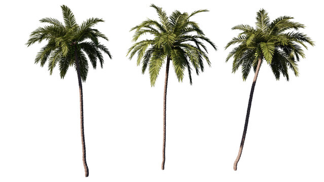 coconut tree isolated on white