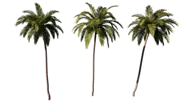coconut tree isolated on white