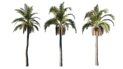 palm trees isolated on white