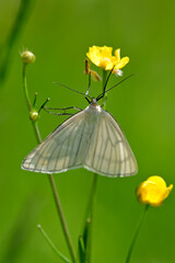 Hartheu-Spanner // Black-veined moth (Siona lineata)  - Durmitor Nationalpark, Montenegro © bennytrapp