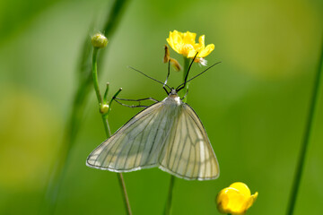 Hartheu-Spanner, Schwarzaderspanner // Black-veined moth (Siona lineata)  © bennytrapp