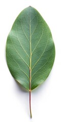 Obraz premium Eucalyptus Leaf Isolated on White Background