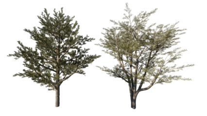 tree isolated on white background