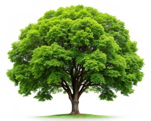 Isolated Elm Tree on White Background