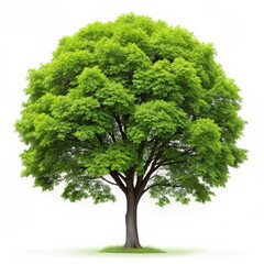 Obraz premium Isolated Elm Tree on White Background