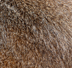 The fur is brown and has a lot of texture