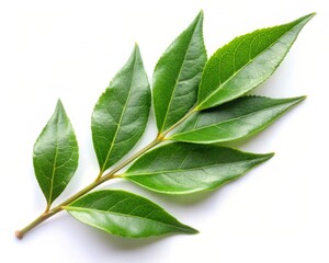 Obraz premium Fresh Curry Leaves Isolated on White Background