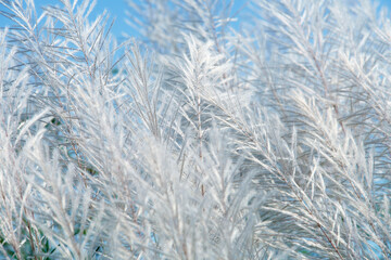Delicate White Grass Against a Clear Blue Sky