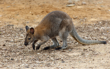 A kangaroo is walking on the ground