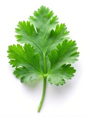 Cilantro Leaf Isolated on White Background for Culinary and Herbal Uses