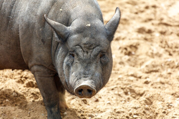 Fototapeta premium A pig is walking on a dirt field