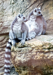 Two lemurs are sitting on a rock