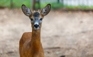 A deer is standing in a field with its head up