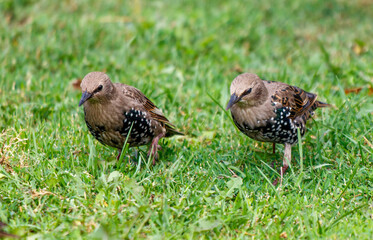 Two birds are standing in a grassy field