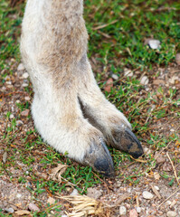 The front feet of a giraffe, with the hooves visible