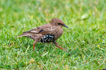 A small brown bird with black spots is walking across a green field