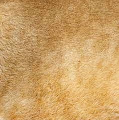 The image is of a tan and brown animal's fur