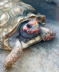 Obraz premium A tortoise with red and black markings on its face is laying on a rock