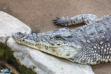 A crocodile is laying on a rock
