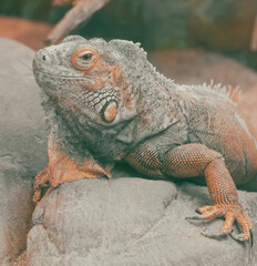 Obraz premium A lizard is laying on a rock in a zoo enclosure