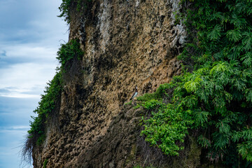 Tropical Island in Panama Surrounded by Pristine Ocean, Featuring Stunning Cliffs, Lush Greenery, Exotic Wildlife, and Caribbean Scenery, Ideal for Nature Lovers, Travel, and Adventure Photography