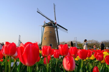 佐倉ふるさと広場の風車とチューリップ　千葉県
