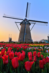 佐倉ふるさと広場の風車とチューリップと夕焼け　千葉県