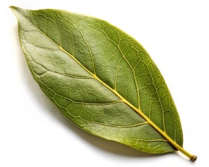 Obraz premium Bay Leaf Isolated on White Background